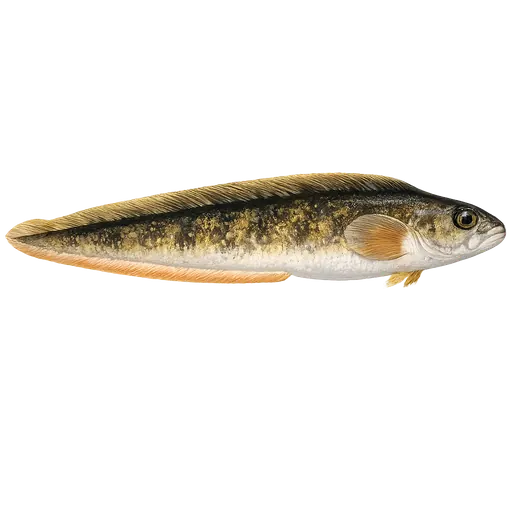 Ålekvabbe (Zoarces viviparus)