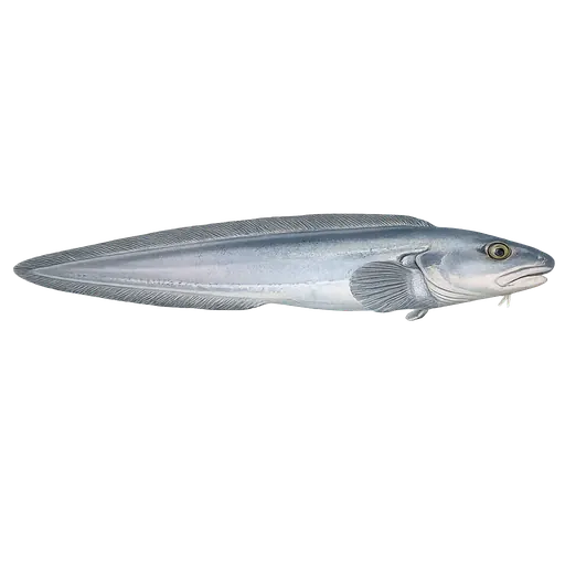 Arktisk ålebrosme (Lycodes frigidus)