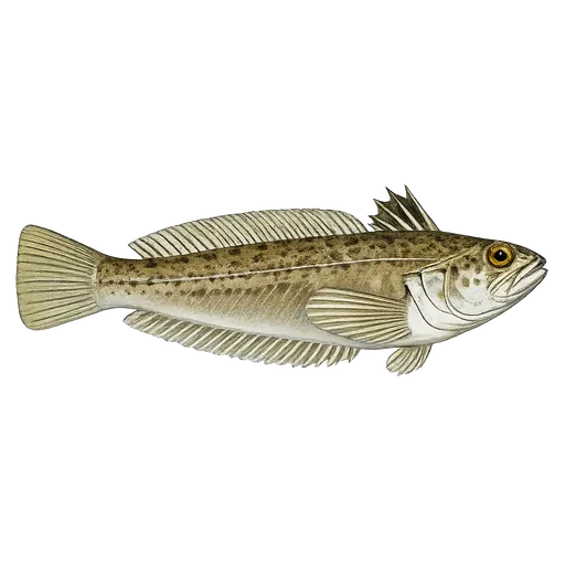 Dvergfjesing (Echiichthys vipera)