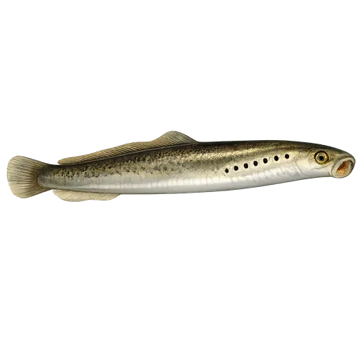 Elveniøye (Lampetra fluviatilis)