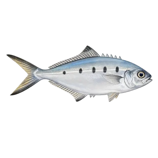 Gaffelmakrell (Trachinotus ovatus)