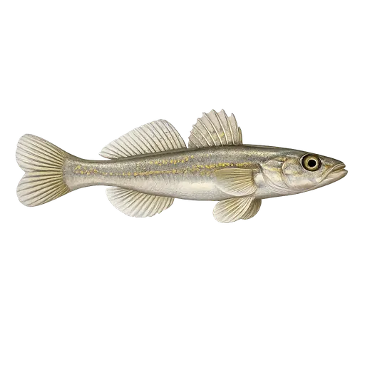 Glasskutling (Aphyra minuta)
