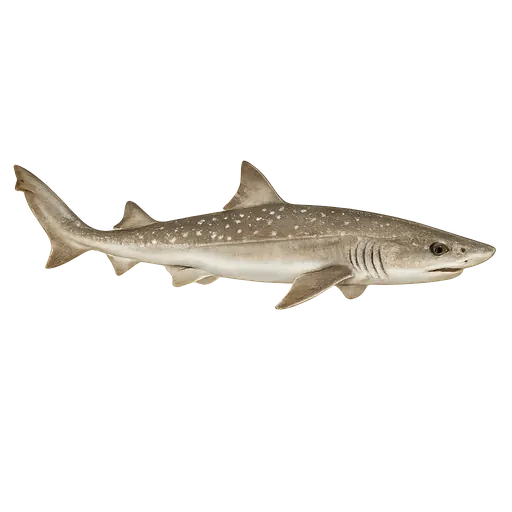 Glatthai (Mustelus mustelus)