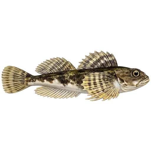 Glattulke (Gymnocanthus tricuspis)
