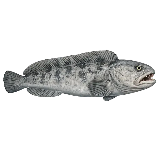 Gråsteinbit (Anarhichas lupus)