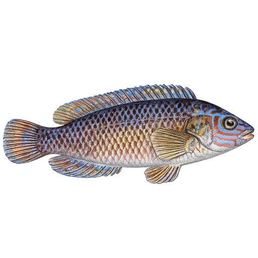 Gressgylt (Centrolabrus exoletus)