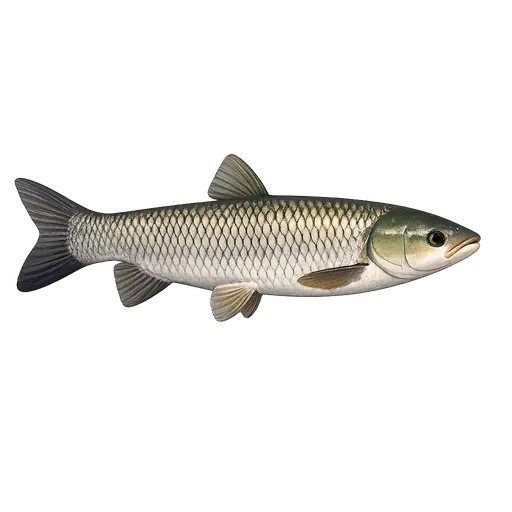 Gresskarpe (Ctenopharyngodon idella)