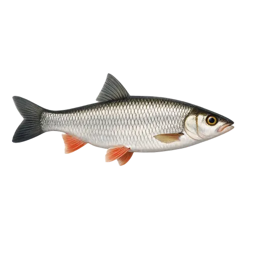 Gullbust (Leuciscus leuciscus)