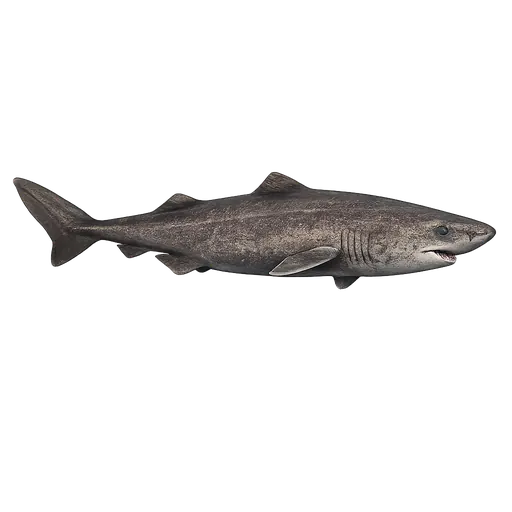 Håkjerring (Somniosus microcephalus)