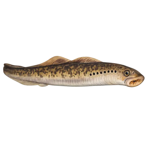 Havniøye (Petromyzon marinus)