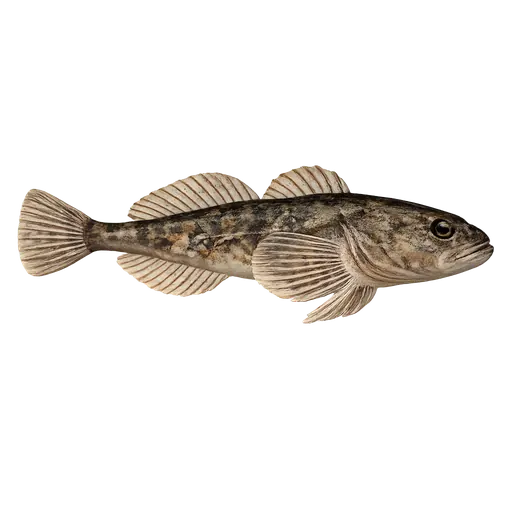 Hvitfinnet steinulke (Cottus gobio)
