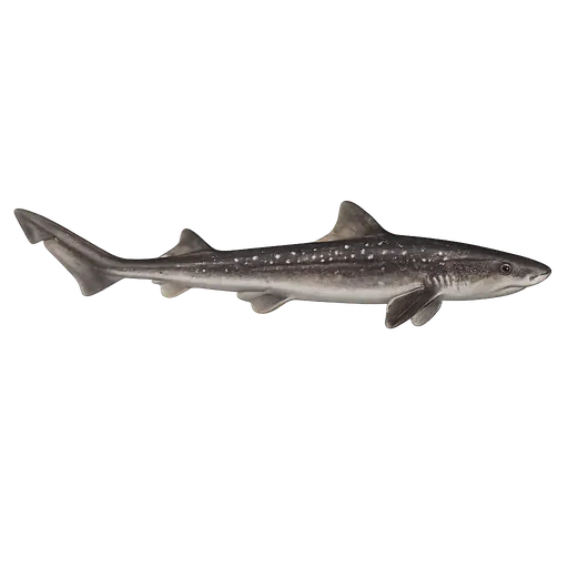 Hvitflekket glatthai (Mustelus asterias)