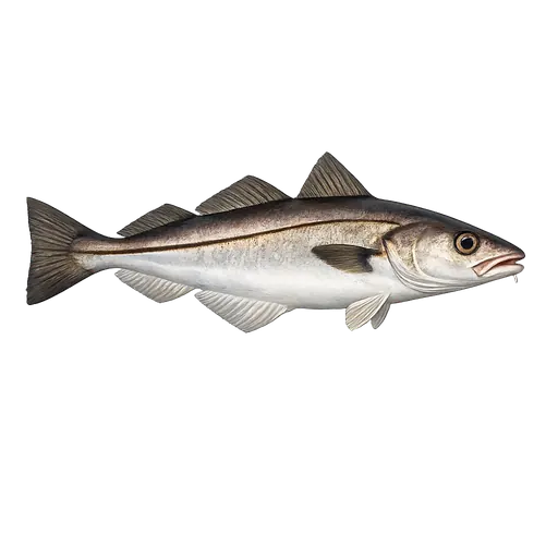 Hyse (Melanogrammus aeglefinus)