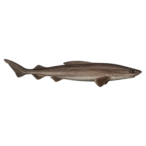 Kattehai (Pseudotriakis microdon)
