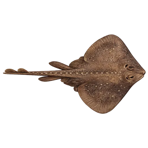 Kloskate (Amblyraja radiata)