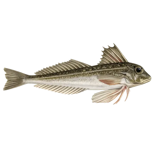 Knurr (Eutrigla gurnardus)