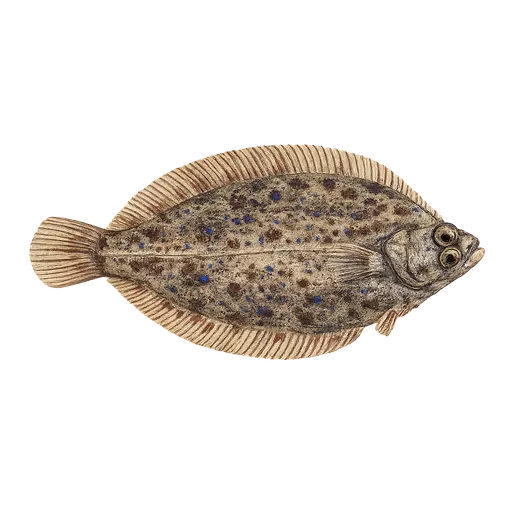 Kongevar (Zeugopterus regius)