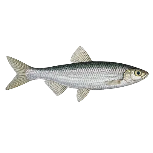 Laue (Alburnus alburnus)