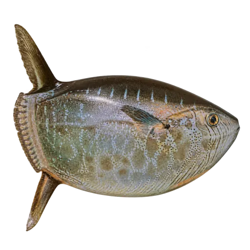 Liten månefisk