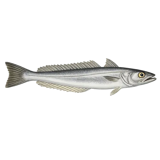 Lysing (Merluccius merluccius)