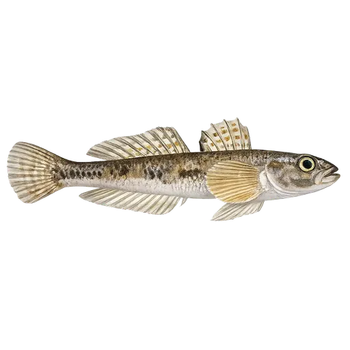 Mudderkutling (Pomatoschistus norvegicus)