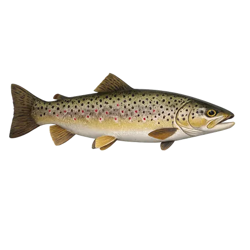Ørret (Salmo trutta)