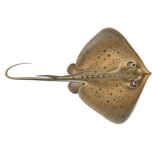 Pilskate