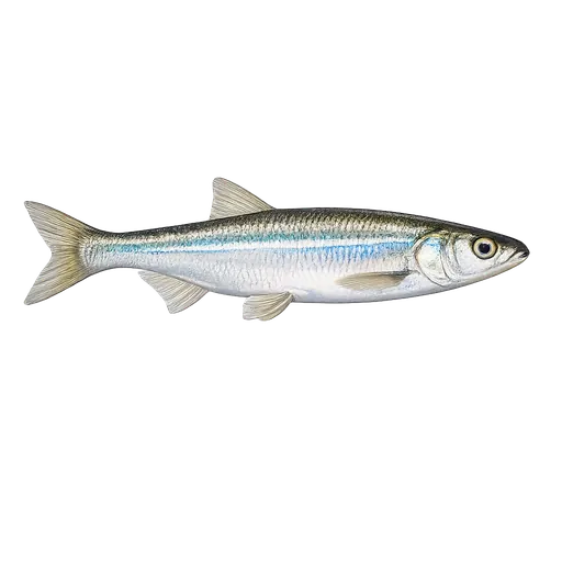 Regnlaue (Leucaspius delineatus)