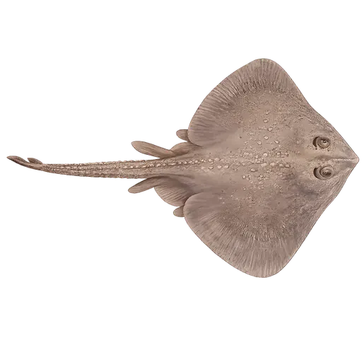 Rundskate (Rajella fyllae)