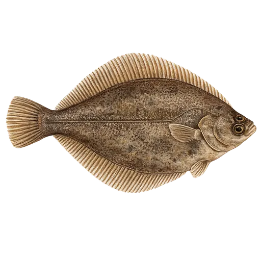 Sandflyndre (Limanda limanda)