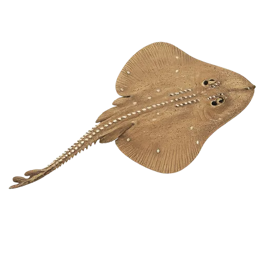 Sandskate (Leucoraja circularis)