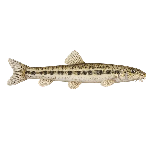 Sandsmett (Cobitis taenia)