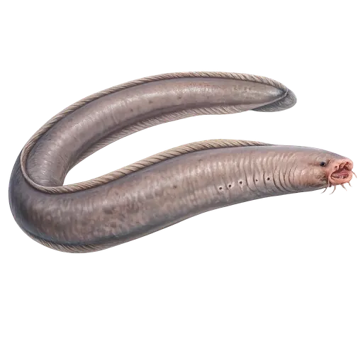 Slimål (Myxine glutinosa)