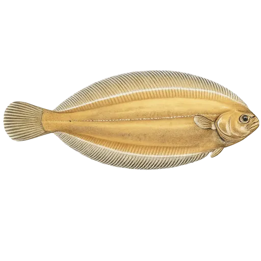 Smørflyndre (Glyptocephalus cynoglossus)