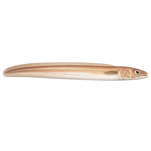 Snyltefisk (Echiodon drummondi)