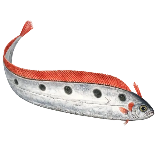 Sølvkveite (Trachipterus arcticus)
