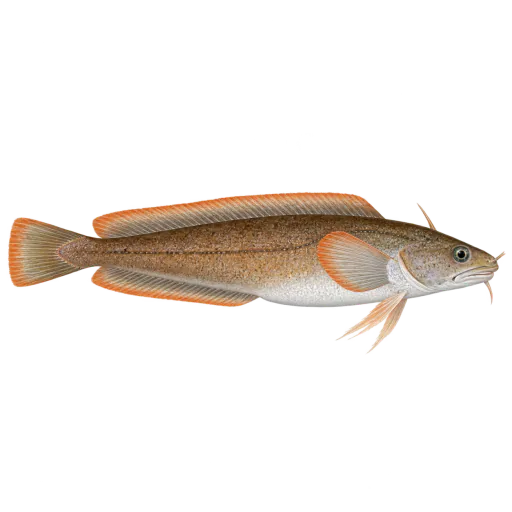 Sølvtangbrosme