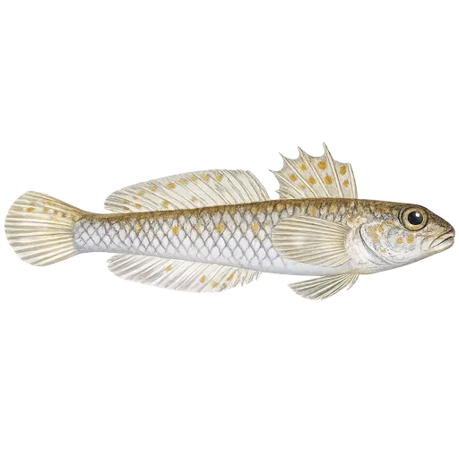 Spisshalet kutling (Lesuerigobius friesii)