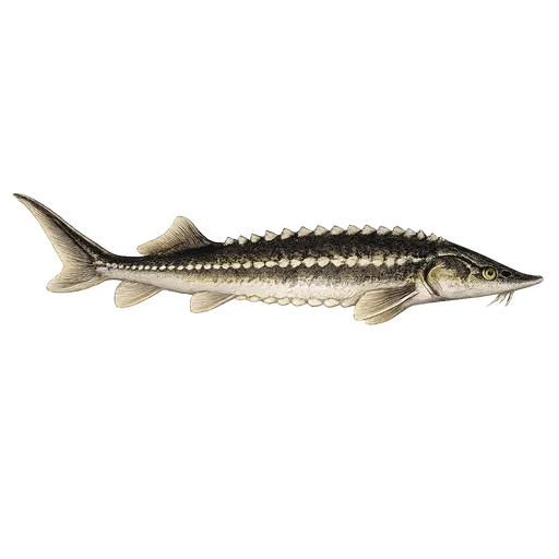 Sterlett (Acipenser ruthenus)