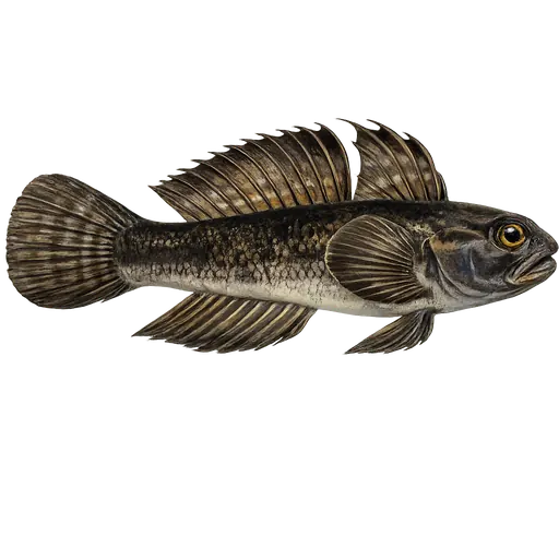 Svartkutling (Gobius niger)