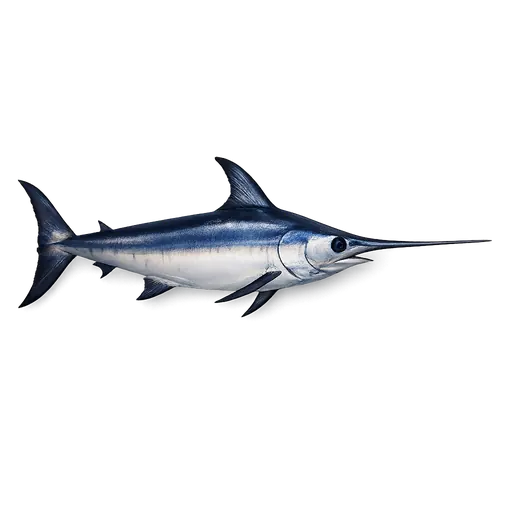Sverdfisk (Xiphias gladius)