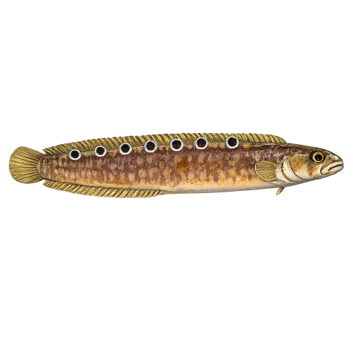 Tangsprell (Pholis gunnellus)