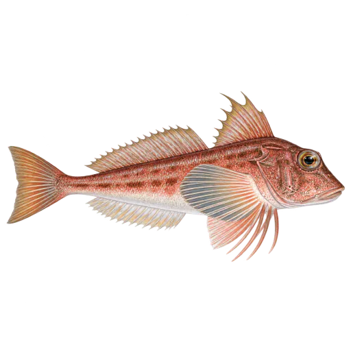 Tverrstripet knurr