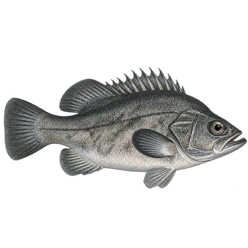 Vrakfisk